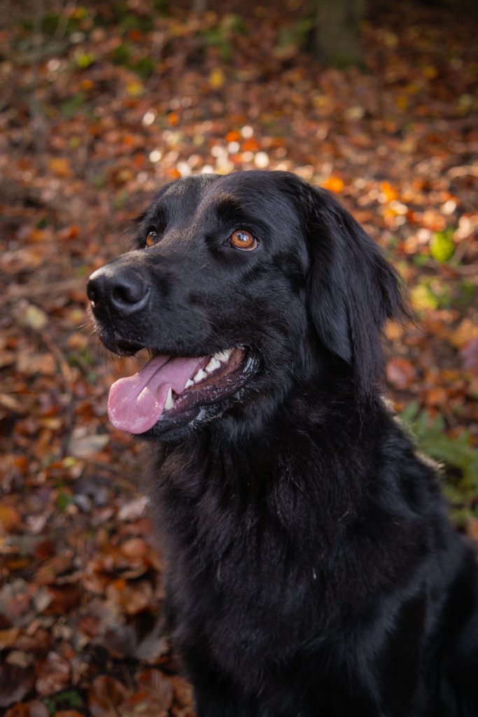 Kaneva vom Bohrertal